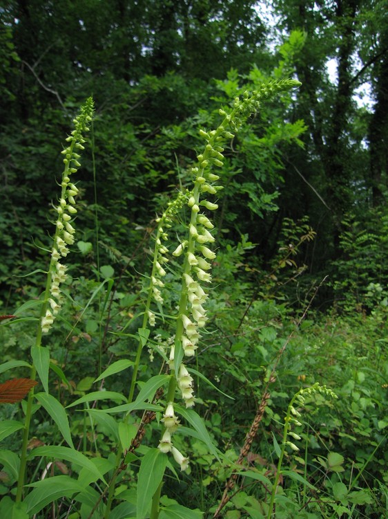 Digitalis lutea